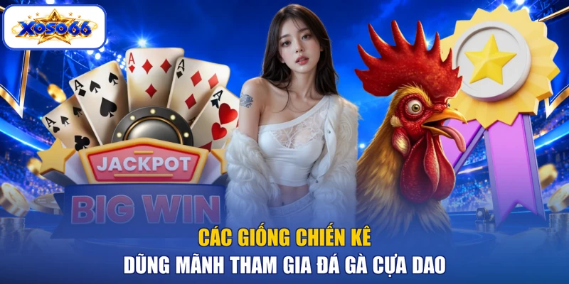 Các giống chiến kê dũng mãnh tham gia đá gà cựa dao