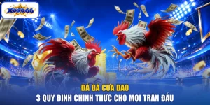 Đá Gà Cựa Dao - 3 Quy Định Chính Thức Cho Mọi Trận Đấu