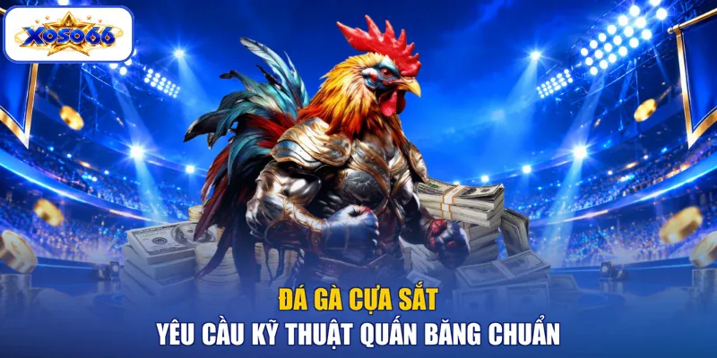 Đá gà cựa sắt yêu cầu kỹ thuật quấn băng chuẩn