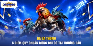 Đá Gà Thomo - 5 Điểm Quy Chuẩn Riêng Chỉ Có Tại Trường Đấu