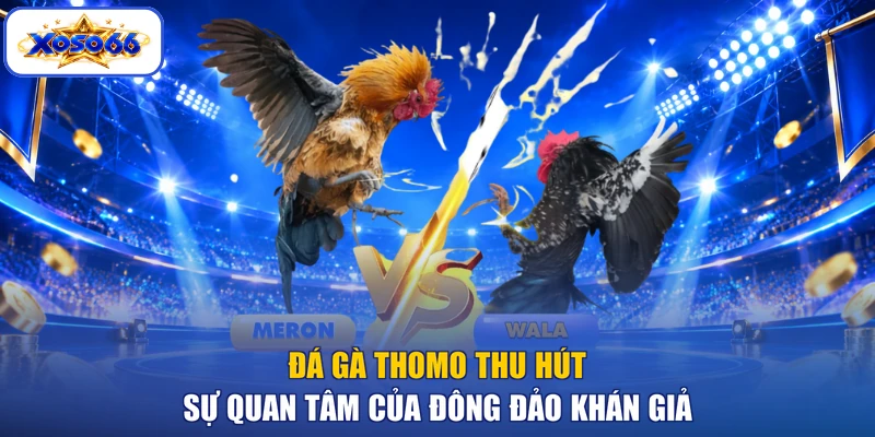 Đá gà Thomo thu hút sự quan tâm của đông đảo khán giả