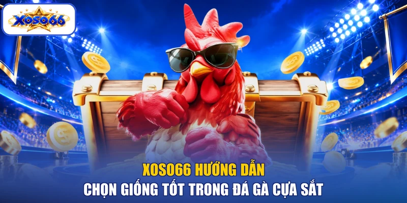 XOSO66 hướng dẫn chọn giống tốt trong đá gà cựa sắt