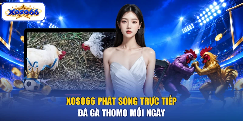 XOSO66 phát sóng trực tiếp đá gà Thomo mỗi ngày